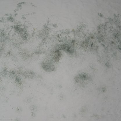 Schimmelbefall durch feuchte Wände